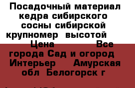 Посадочный материал кедра сибирского (сосны сибирской) крупномер, высотой 3-3.5  › Цена ­ 19 800 - Все города Сад и огород » Интерьер   . Амурская обл.,Белогорск г.